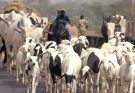 Ogun Govt warns against open grazing, says defaulters risk 3-yr jail time, confiscation of cattle