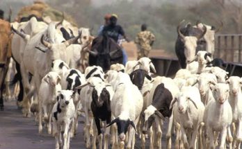 Ogun Govt warns against open grazing, says defaulters risk 3-yr jail time, confiscation of cattle