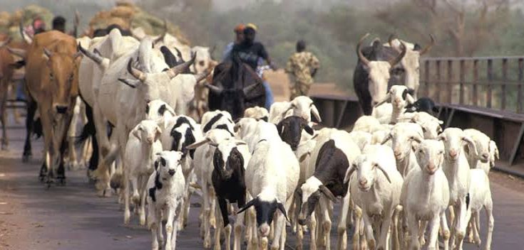 Ogun Govt warns against open grazing, says defaulters risk 3-yr jail time, confiscation of cattle